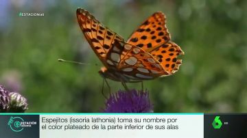 Este es lugar de España en el que se encuentran 80 de las 234 especies de mariposas que existen en el país