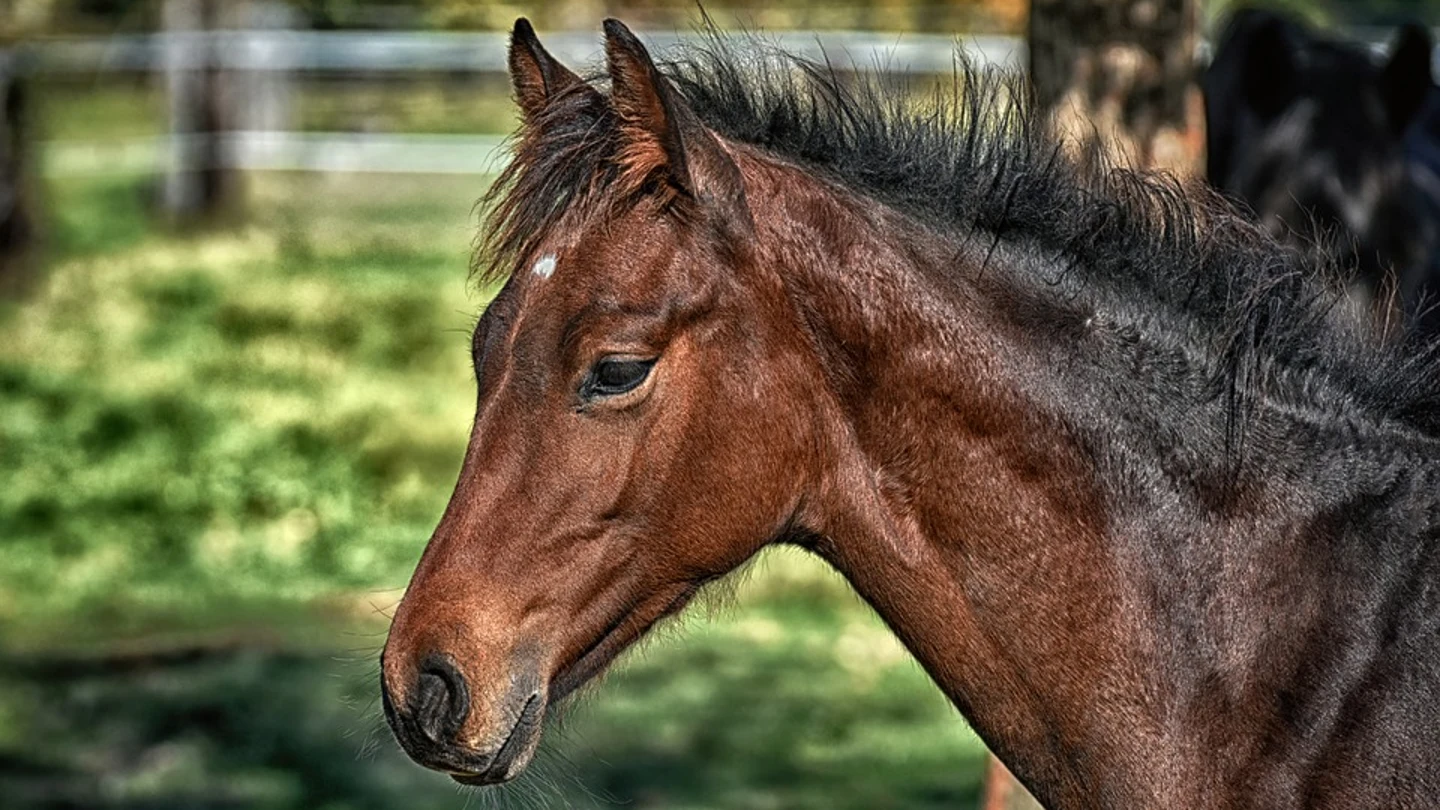 Caballo Caballo