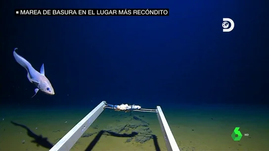 La basura inunda los lugares más recónditos: encuentran plásticos en la parte más profunda conocida en el océano La basura inunda los lugares más recónditos: encuentran plásticos en la parte más profunda conocida en el océano