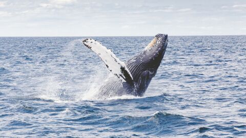 Ballenas