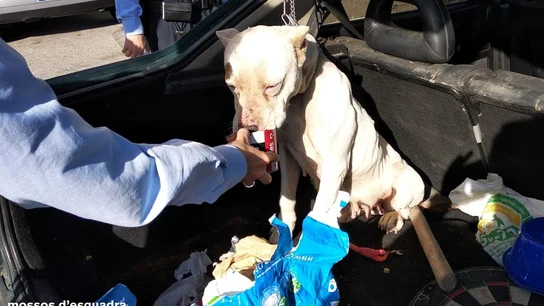 El cachorro con las orejas parcialmente amputadas El cachorro con las orejas parcialmente amputadas