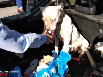 El cachorro con las orejas parcialmente amputadas El cachorro con las orejas parcialmente amputadas