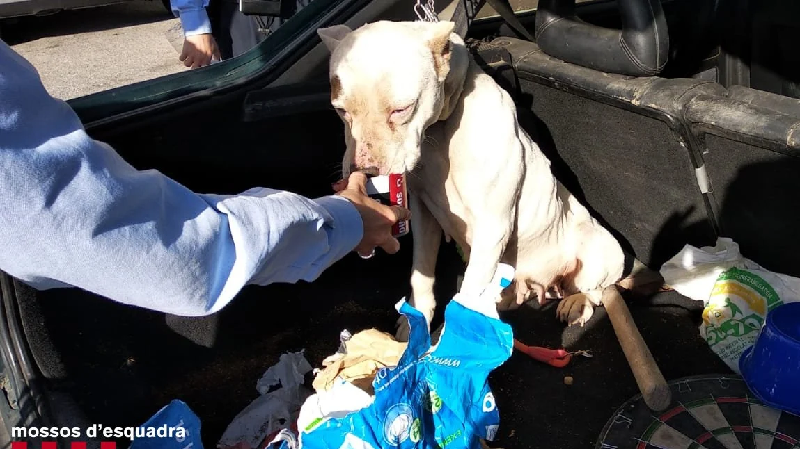 El cachorro con las orejas parcialmente amputadas