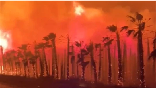 El incendio de un palmeral en Elche obliga a desalojar a 20 personas El incendio de un palmeral en Elche obliga a desalojar a 20 personas