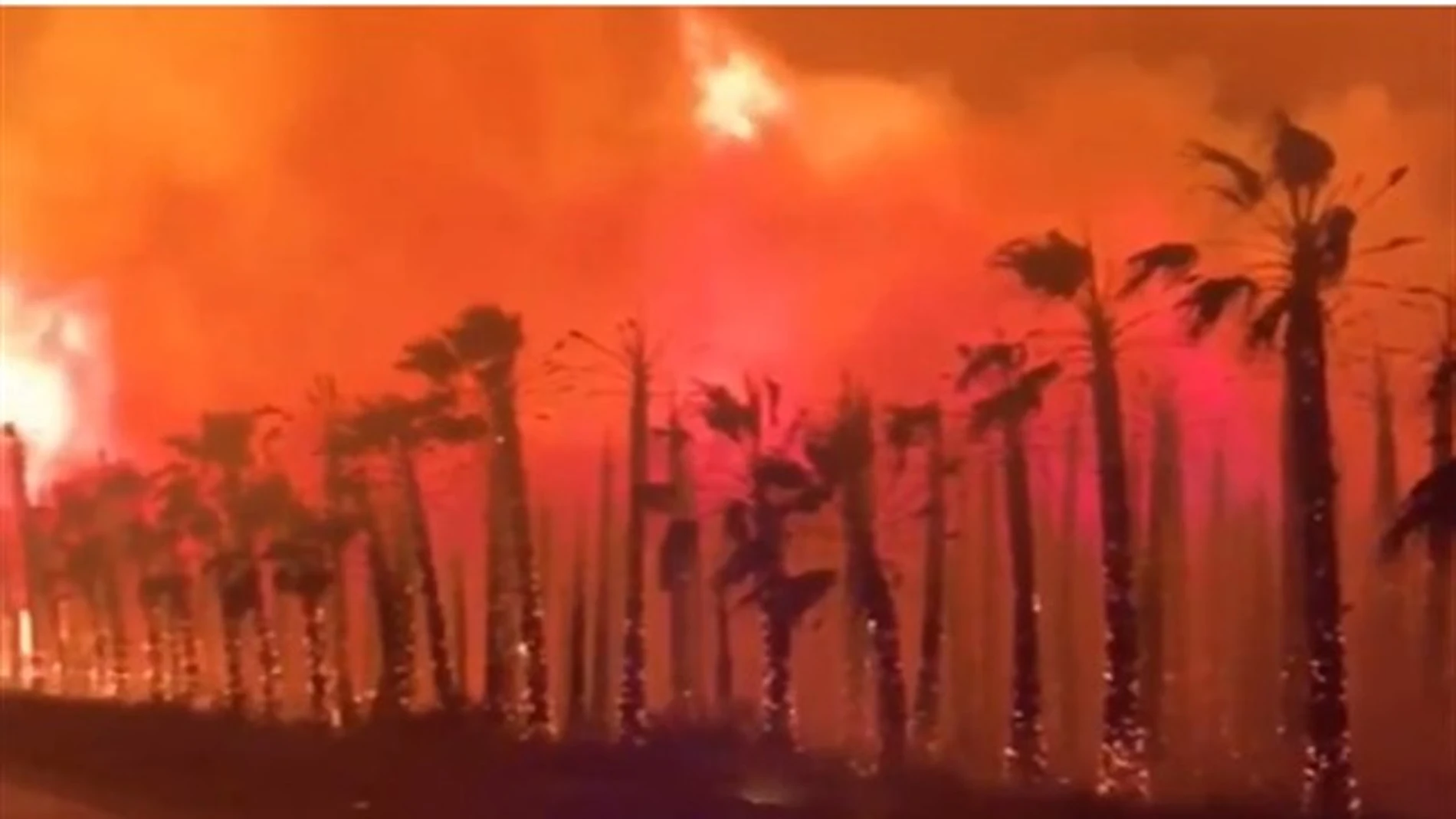 El incendio de un palmeral en Elche obliga a desalojar a 20 personas