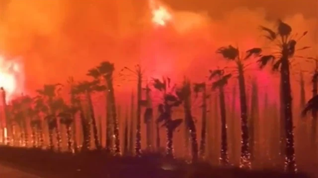 El incendio de un palmeral en Elche obliga a desalojar a 20 personas