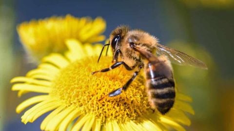 Abeja obrera extrayendo néctar 