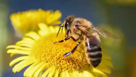 Abeja obrera extrayendo néctar Abeja obrera extrayendo néctar