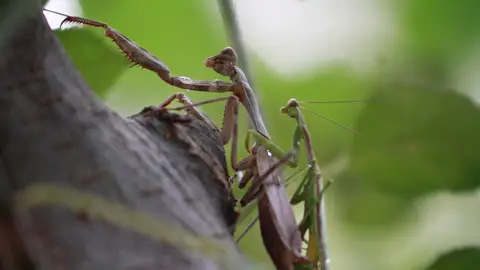 Mantis Religiosa durante el acto sexual Mantis Religiosa durante el acto sexual