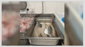 "No les nutren, solo les llenan el estómago": las fatales consecuencias de alimentar a los ancianos con pescado mal congelado