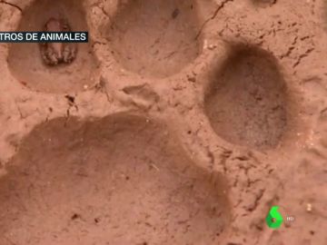 ¿Sabrías identificar una huella? Estas son las pistas que dejan los animales en la naturaleza ¿Sabrías identificar una huella? Estas son las pistas que dejan los animales en la naturaleza