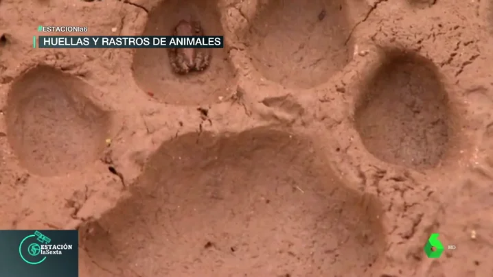 ¿Sabrías identificar una huella? Estas son las pistas que dejan los animales en la naturaleza