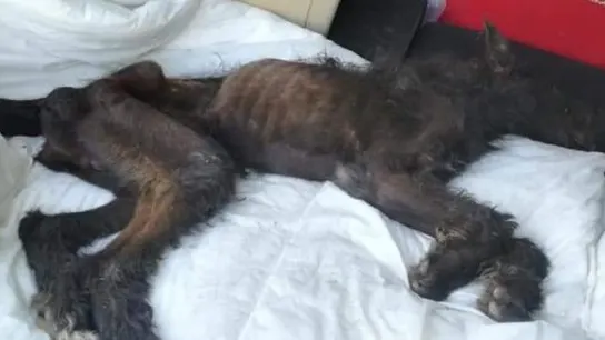 El animal desnutrido cuando llegó al veterinario El animal desnutrido cuando llegó al veterinario