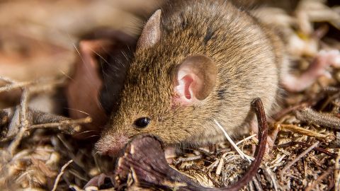 Antechinus