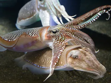 Pulpos en el proceso de reproducción Pulpos en el proceso de reproducción