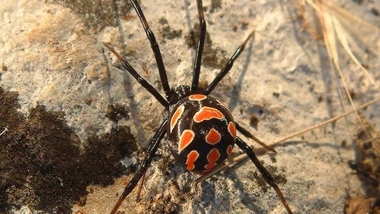 Imagen de archivo de una araña Viuda Negra Imagen de archivo de una araña Viuda Negra