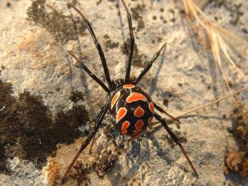 Imagen de archivo de una araña Viuda Negra Imagen de archivo de una araña Viuda Negra