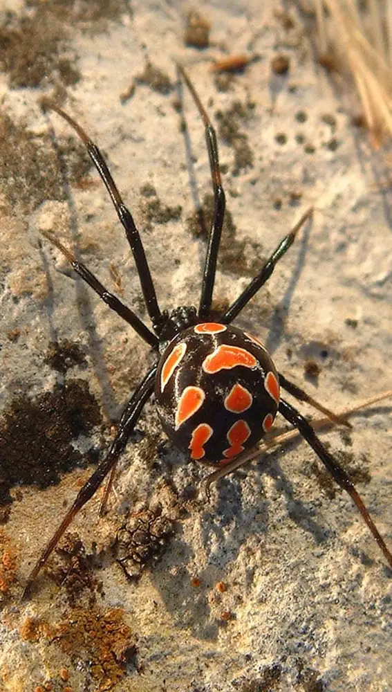 Imagen de archivo de una araña Viuda Negra