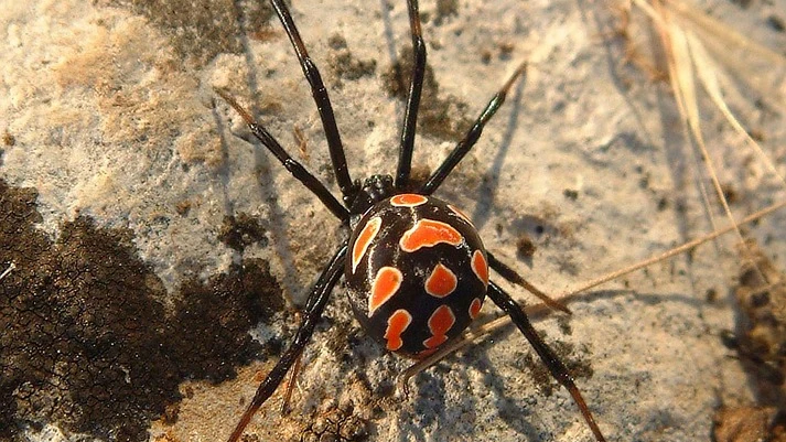 Imagen de archivo de una araña Viuda Negra