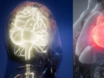 Cerebro y corazón Cerebro y corazón