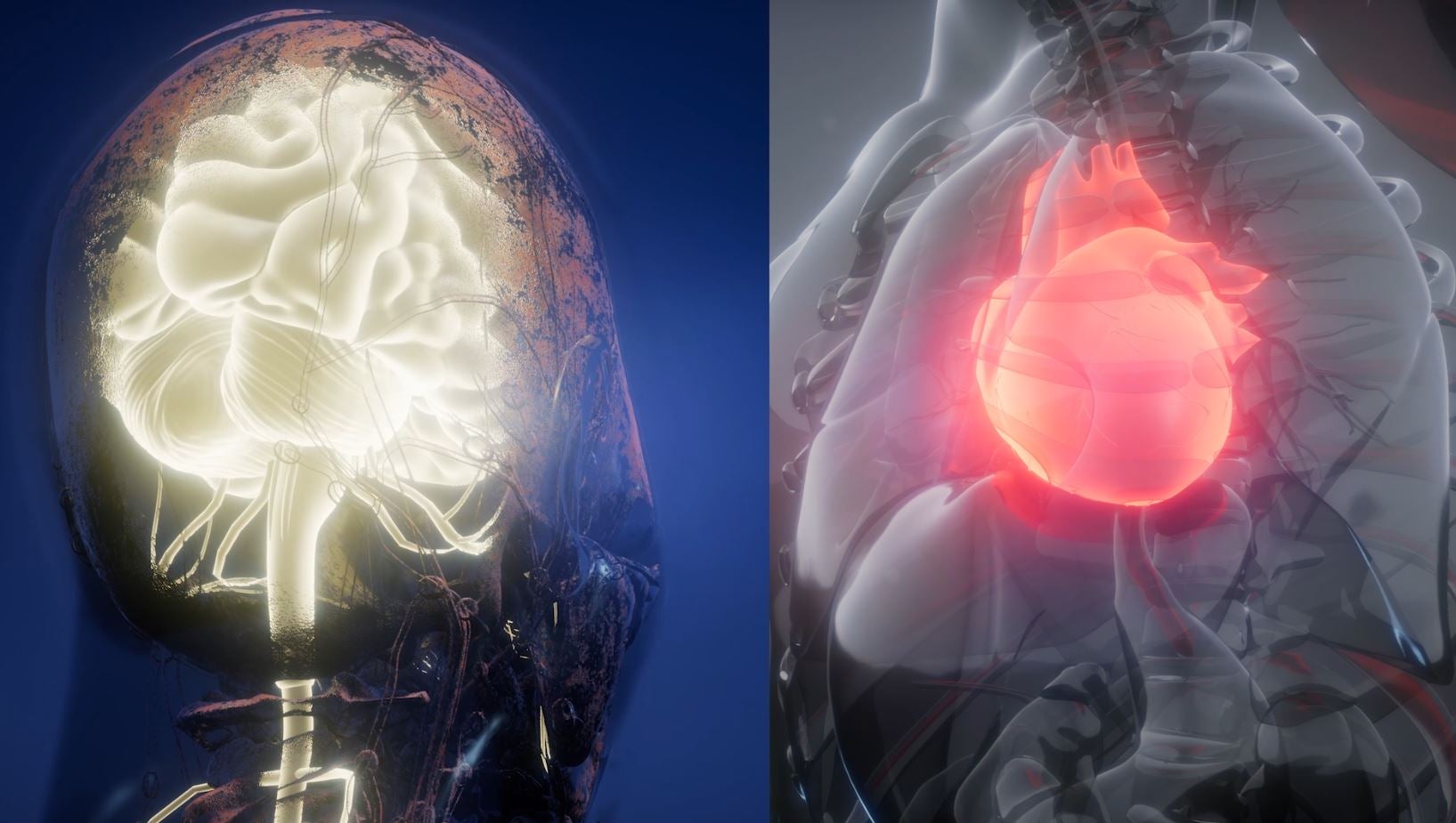 Cerebro y corazón