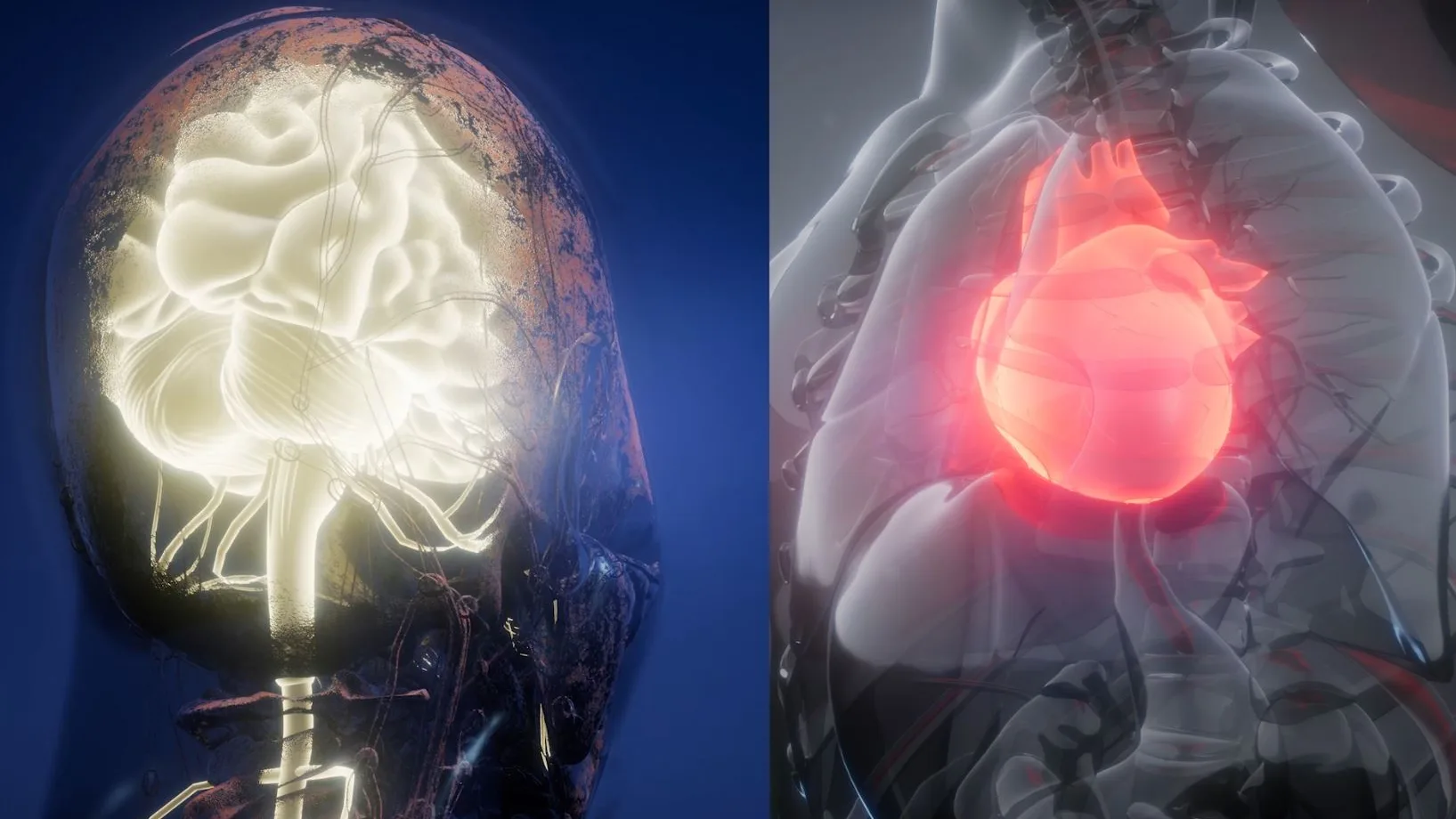 Cerebro y corazón Cerebro y corazón