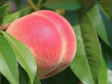 Una simple fruta puede tener mucha connotación sexual Una simple fruta puede tener mucha connotación sexual