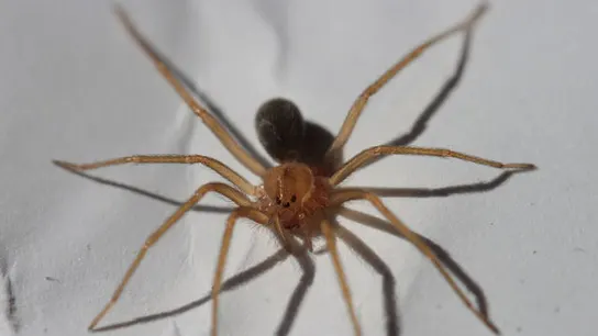 Un ejemplar de la araña violinista Un ejemplar de la araña violinista
