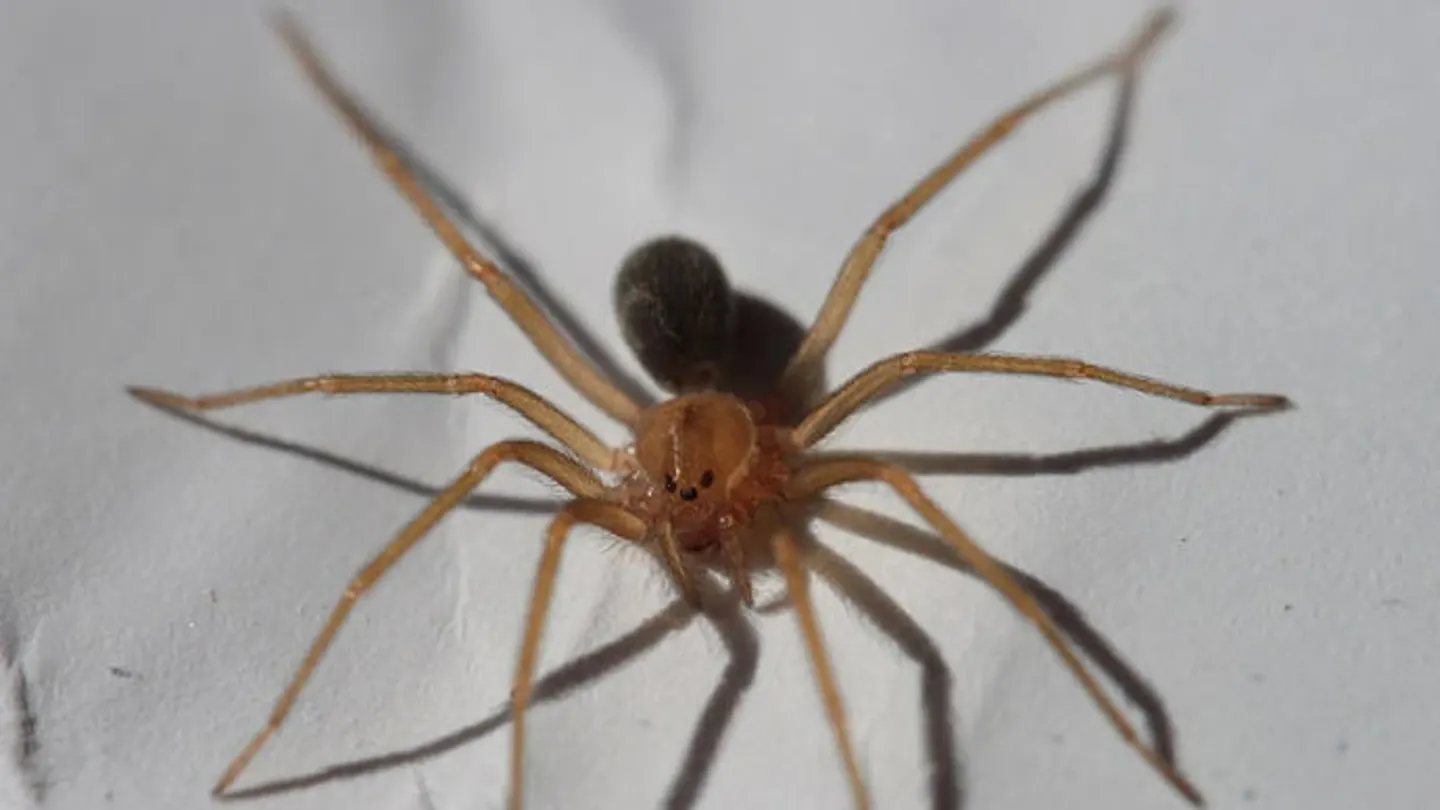 Un ejemplar de la araña violinista Un ejemplar de la araña violinista