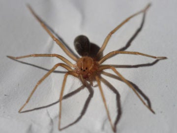 Un ejemplar de la araña violinista Un ejemplar de la araña violinista