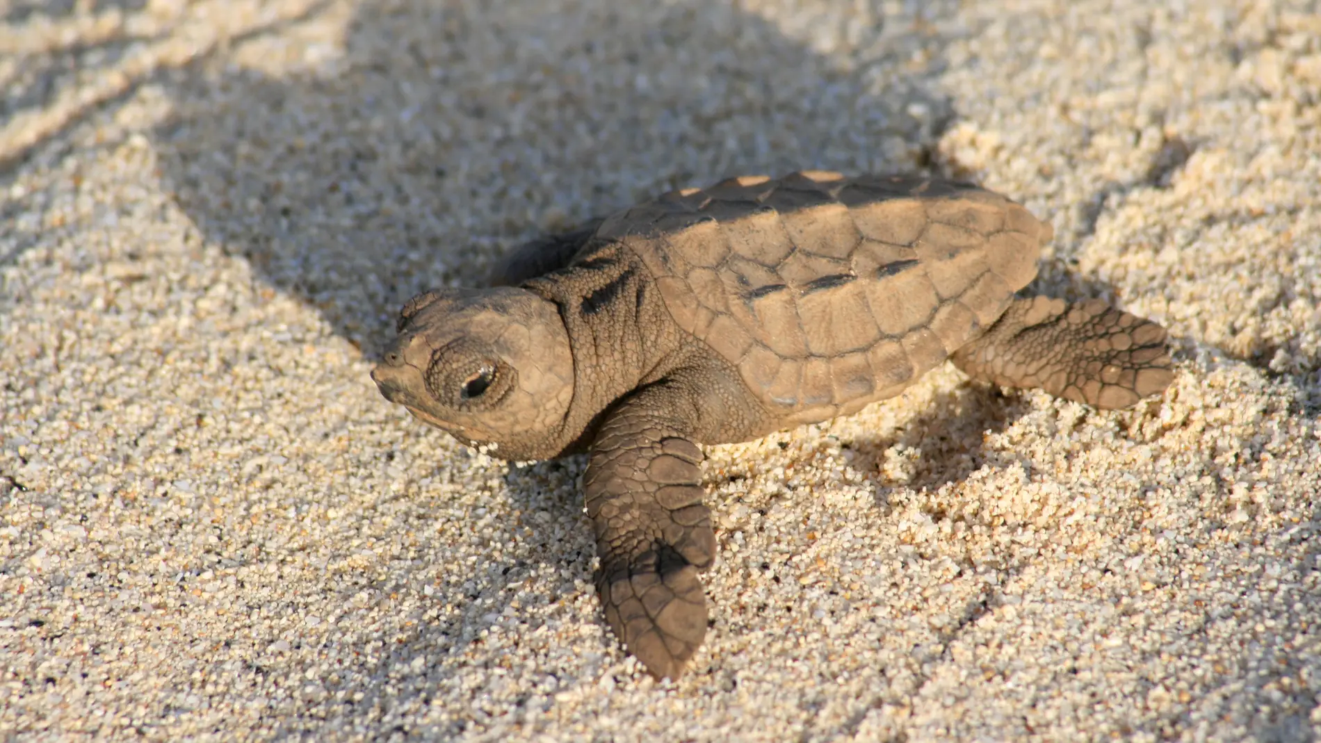 Cria de tortuga marina