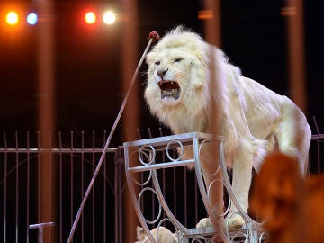 Un león en un espectáculo de circo Un león en un espectáculo de circo