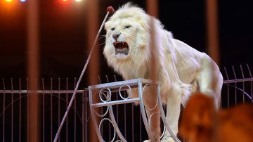 Un león en un espectáculo de circo