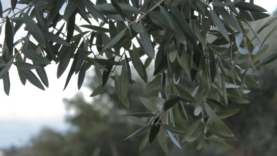 Crean una máquina para fabricar aceite de oliva en casa Crean una máquina para fabricar aceite de oliva en casa