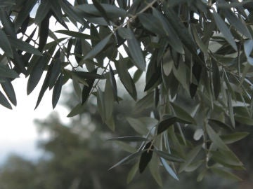 Crean una máquina para fabricar aceite de oliva en casa Crean una máquina para fabricar aceite de oliva en casa