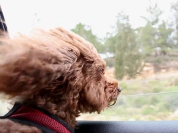 Un estudio afirma que un perro te hace más feliz que un gatito Un estudio afirma que un perro te hace más feliz que un gatito