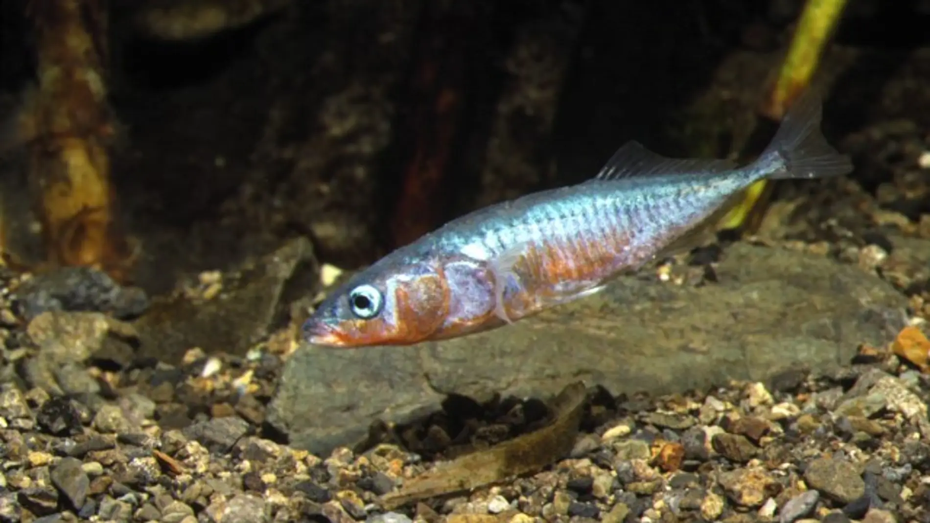 Por que ciertos peces marinos se adaptan a ecosistemas de agua dulce