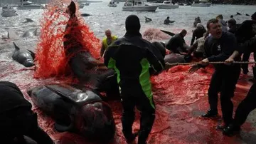 Pescadores cazan delfines y ballenas en las costas de las Islas Feroe