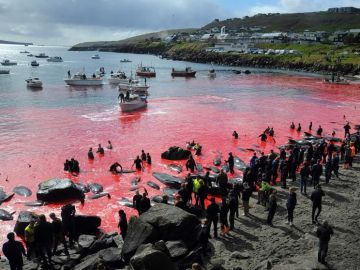 Una sanguinaria fiesta popular acaba con la vida de 250 cetáceos y tiñe de rojo la costa de las Islas Feroe Una sanguinaria fiesta popular acaba con la vida de 250 cetáceos y tiñe de rojo la costa de las Islas Feroe