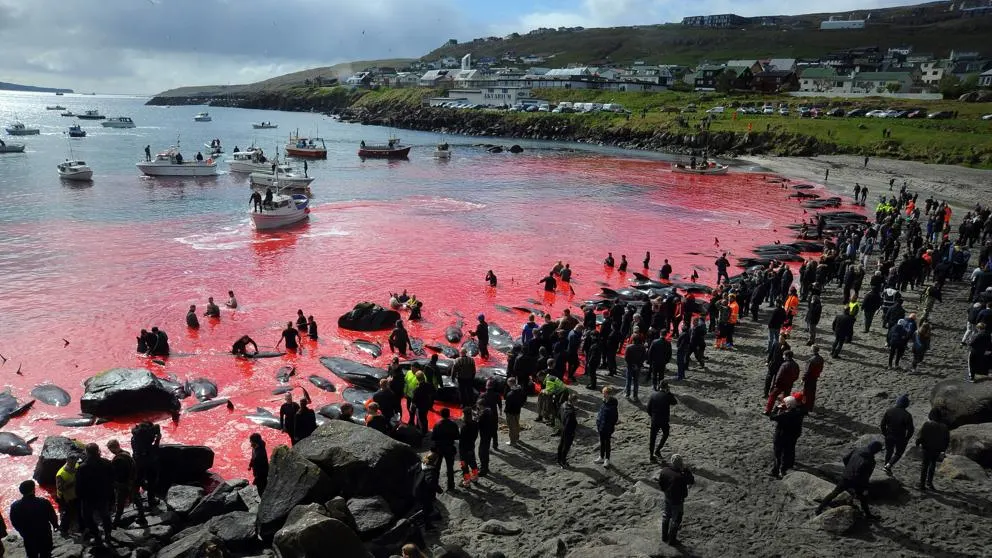 Una sanguinaria fiesta popular acaba con la vida de 250 cetáceos y tiñe de rojo la costa de las Islas Feroe