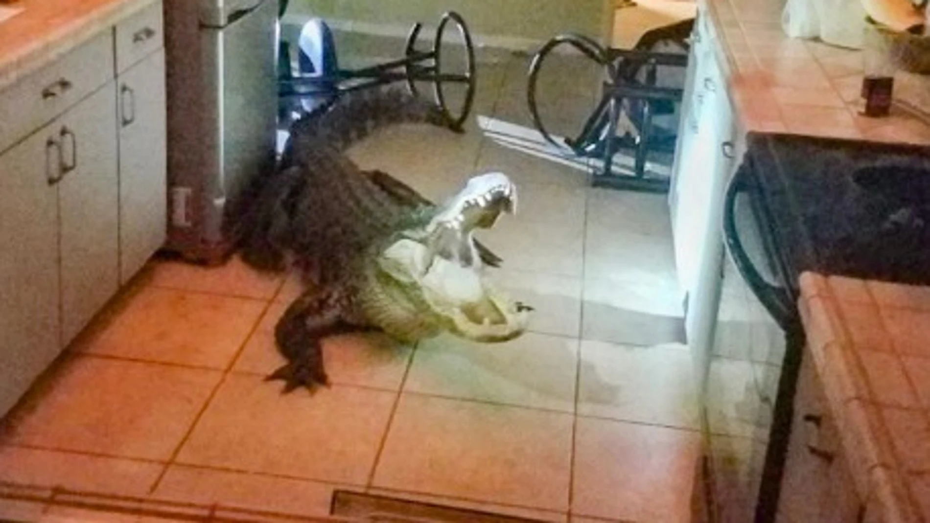 Un caimán entra en la casa de una mujer en Florida
