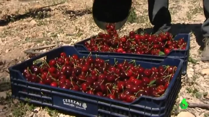 Recogida de cerezas en zonas de montaña de Alicante.