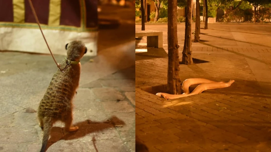 Animales en una feria medieval de Jerez