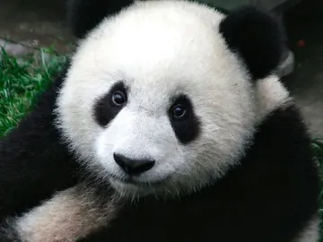 Podremos ver a los Pandas en realidad aumentada Podremos ver a los Pandas en realidad aumentada