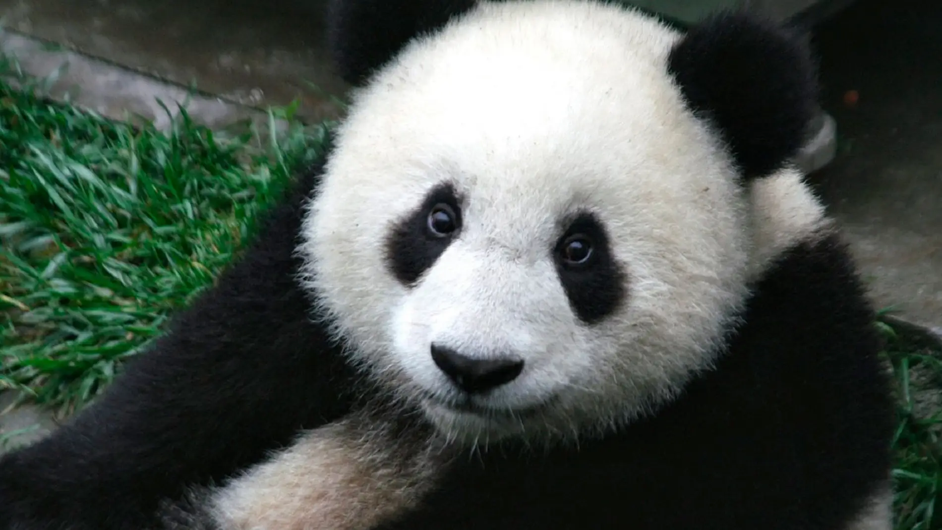 Podremos ver a los Pandas en realidad aumentada