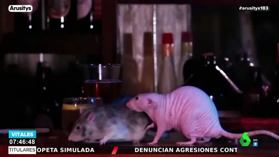 ¿Pagarías 50 euros por pasar media hora con ratas?: así es la iniciativa de un bar que está arrasando entre los clientes ¿Pagarías 50 euros por pasar media hora con ratas?: así es la iniciativa de un bar que está arrasando entre los clientes