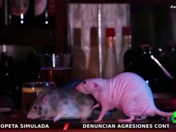 ¿Pagarías 50 euros por pasar media hora con ratas?: así es la iniciativa de un bar que está arrasando entre los clientes ¿Pagarías 50 euros por pasar media hora con ratas?: así es la iniciativa de un bar que está arrasando entre los clientes