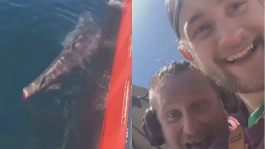 Cortan la cola a un tiburón por diversión y suben su hazaña a las redes sociales Cortan la cola a un tiburón por diversión y suben su hazaña a las redes sociales
