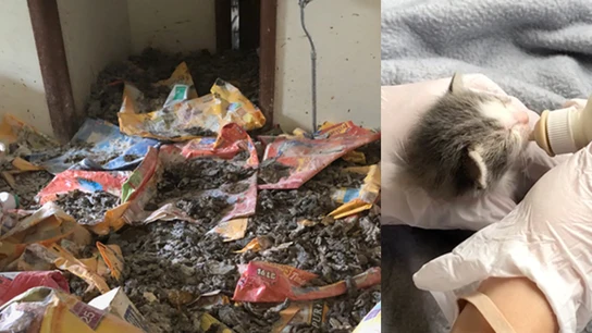 Restos de excrementos amontonados en la vivienda Restos de excrementos amontonados en la vivienda