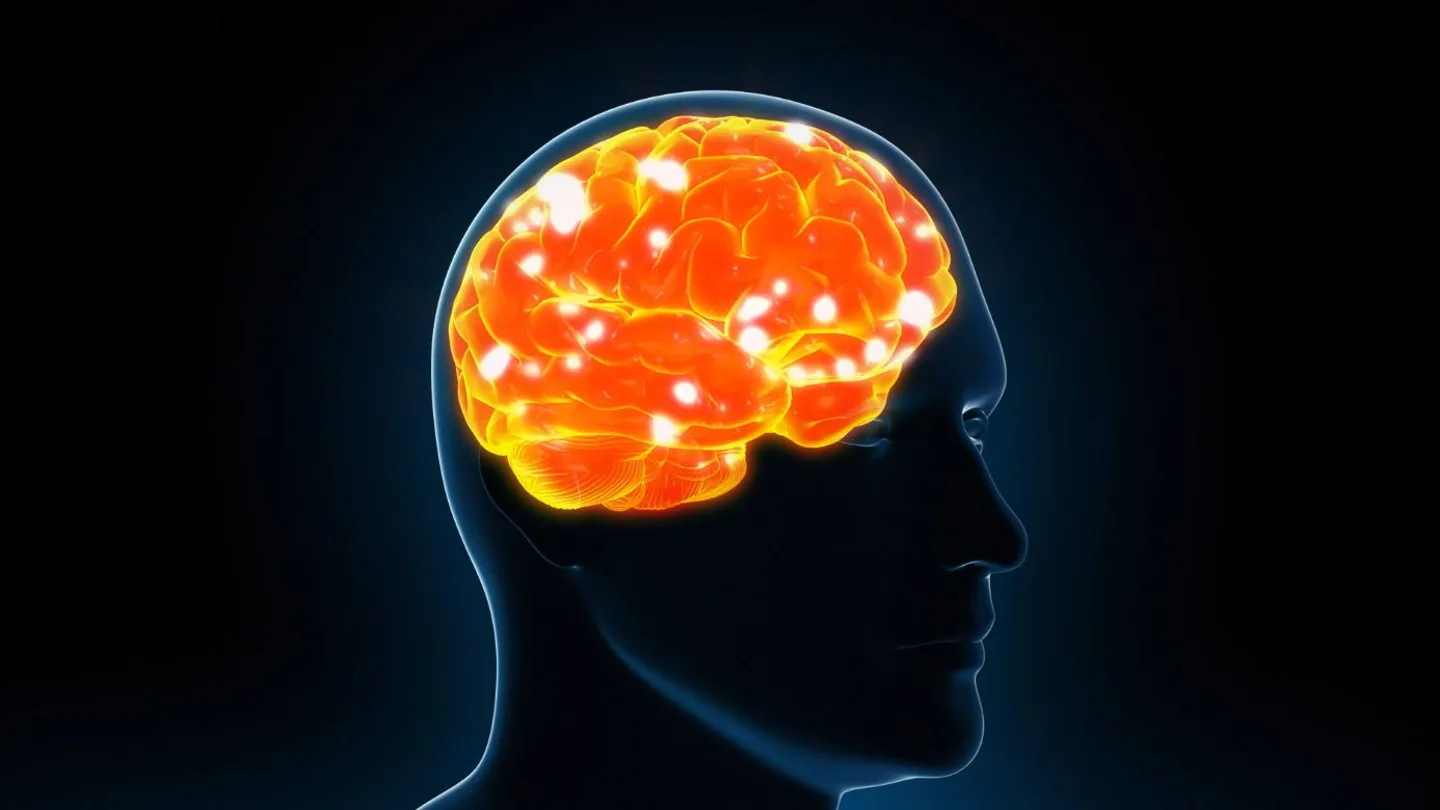 Cerebro Cerebro